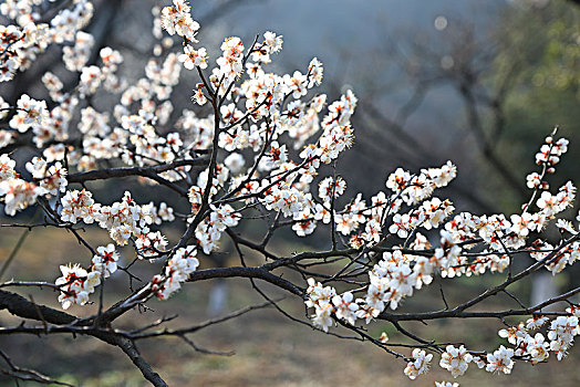 花,梅花