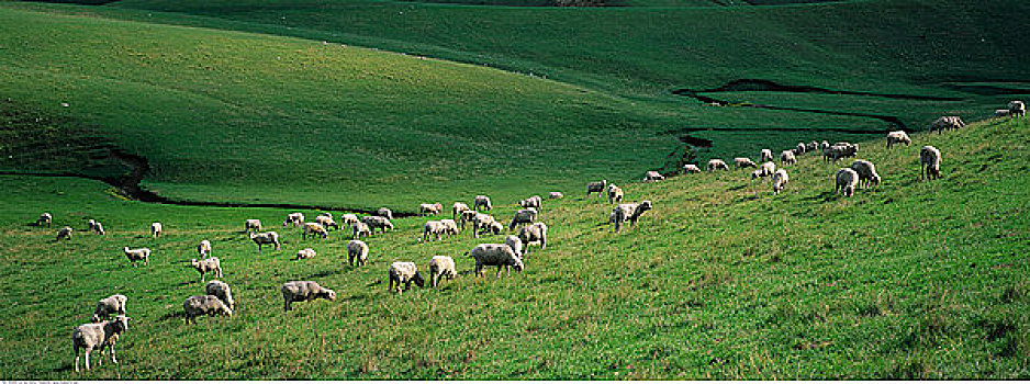 绵羊,放牧,地点