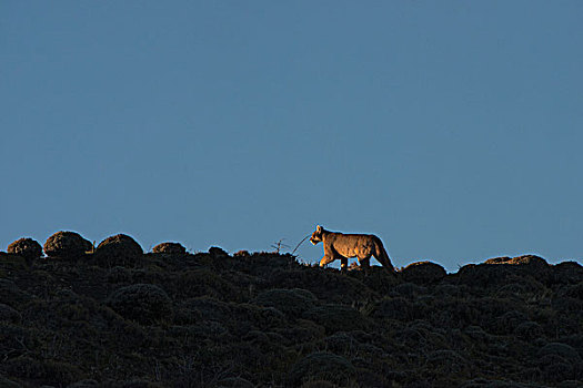 美洲狮,雌性,托雷德裴恩国家公园,巴塔哥尼亚,区域,南方,智利