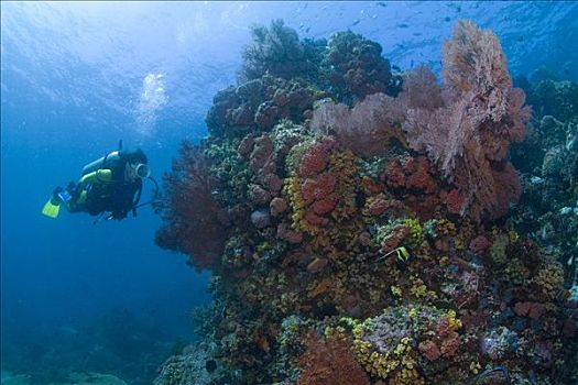 潜水者,看,彩色,珊瑚礁,岛屿,印度尼西亚,亚洲