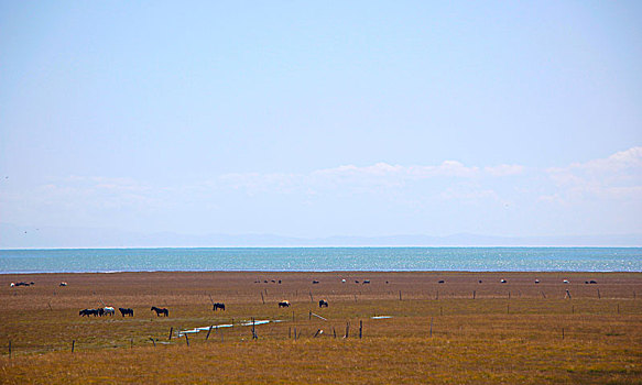 青海湖边的牦牛群