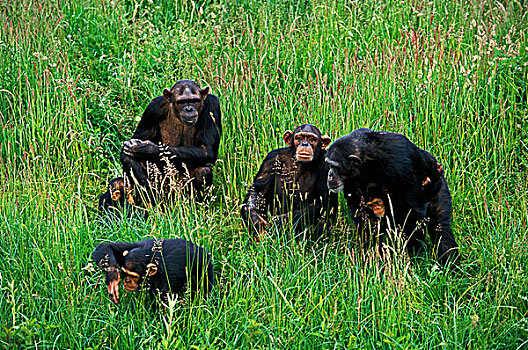 黑猩猩,类人猿,群,女性
