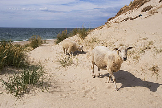 德国,北海,北弗里西亚群岛,岛屿,靠近,清单,绵羊,沙丘