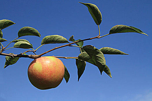 树木,水果,苹果