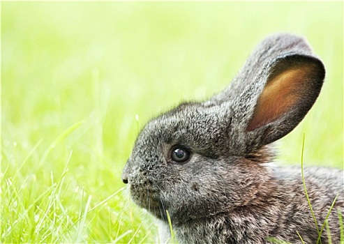 可爱,复活节兔子,草地