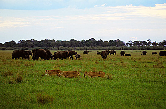 肯尼亚,马赛马拉,尾随,草,大象,背景