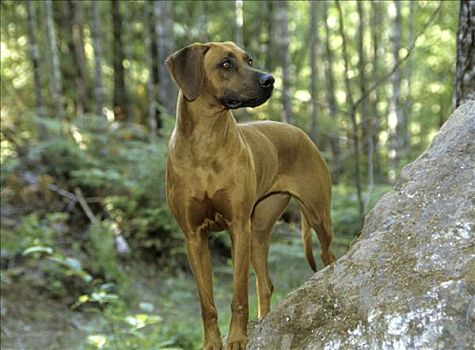 罗德西亚背脊犬,站立,树林