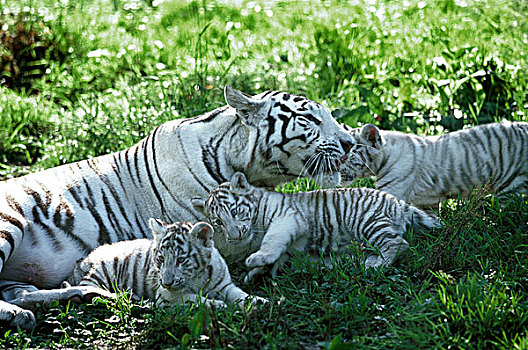 白色,虎,母兽,幼兽