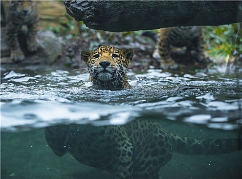 幼兽,美洲虎,游泳,水,看,摄影