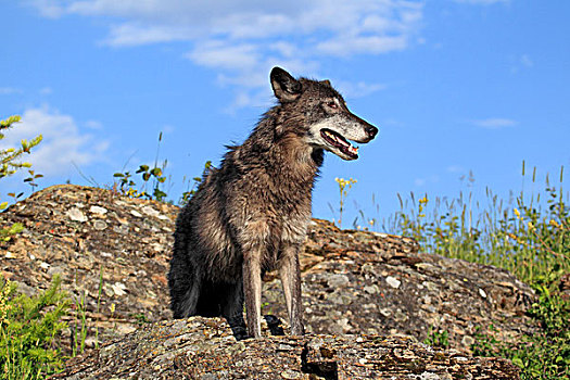 东方,狼,非洲野犬属,雌性,成年,蒙大拿,美国,北美