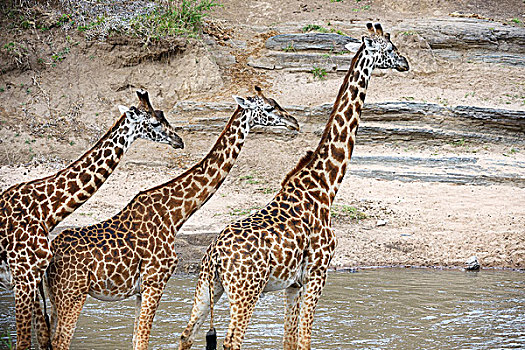 马萨伊,长颈鹿,马赛长颈鹿,牧群,河,马赛马拉国家保护区,肯尼亚,非洲