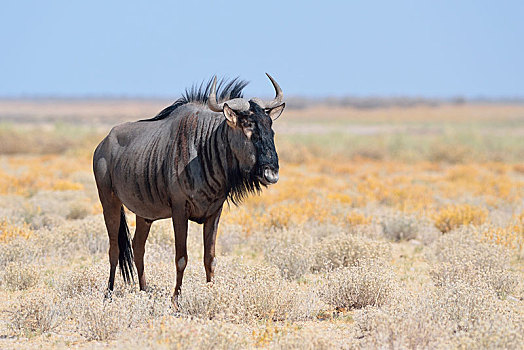 蓝角马,角马,雄性,站立,干燥,草原,埃托沙国家公园,纳米比亚,非洲