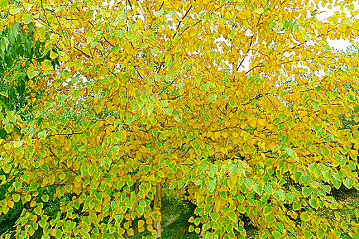 秋天金黄的树叶