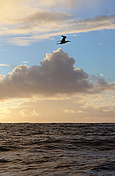 海鸟,上方,大西洋,海洋,日落
