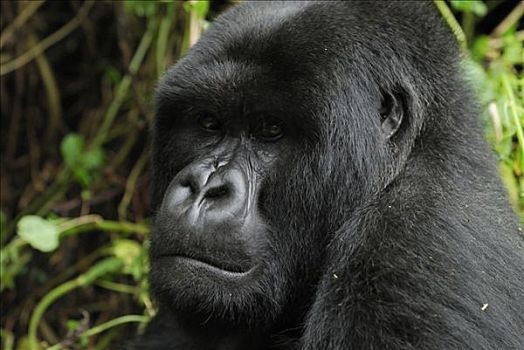 山地大猩猩,大猩猩,成年,火山国家公园,卢旺达