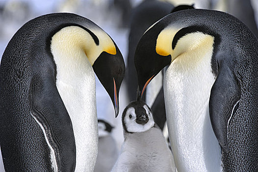 南极,威德尔海,雪丘岛,帝企鹅,生物群,成年,幼禽,迅速,冰