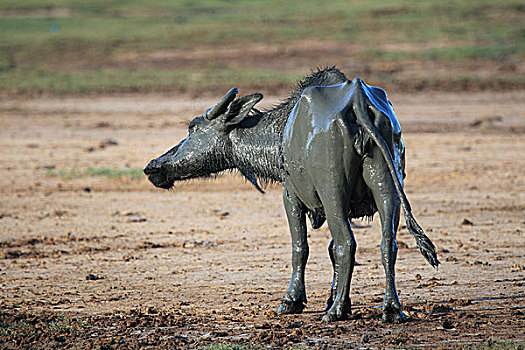 水牛,泥,沐浴,国家公园,斯里兰卡