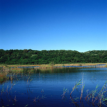 湿地,景色