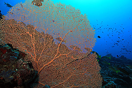 柳珊瑚目,珊瑚