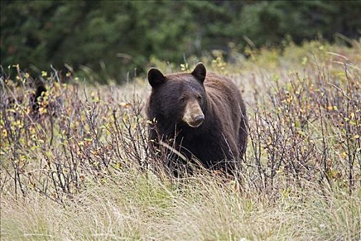 雌性,黑熊,瓦特顿湖国家公园,艾伯塔省,加拿大