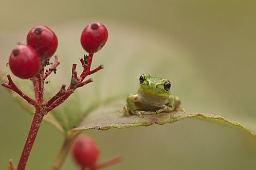 青蛙,红色,水果