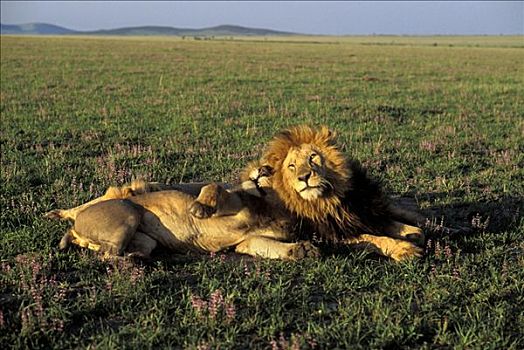 三个,狮子,早晨,亮光,马赛马拉,肯尼亚