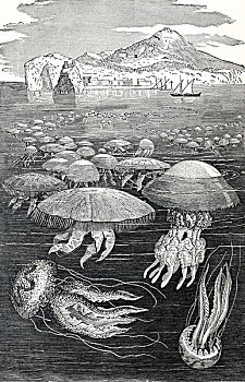 水母,刺细胞动物,胶冻,历史,雕刻,19世纪,书本,战斗,溪流,密歇根,1893年