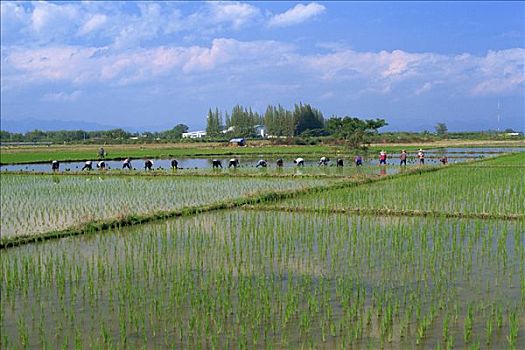 农民,种植,稻田,地点,清迈,清迈省,泰国