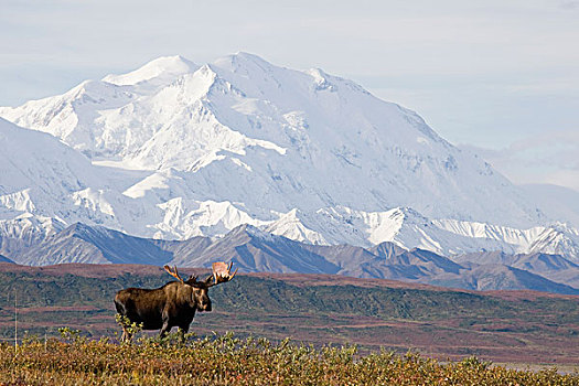 阿拉斯加,驼鹿,雄性动物,站立,苔原,德纳里峰,背景,德纳里峰国家公园