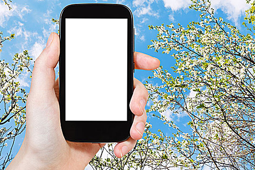 智能手机,花,樱桃树,蓝天