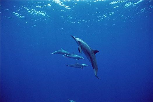 飞旋海豚,长吻原海豚,群,游泳,靠近,表面,巴西