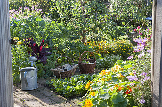 别墅花园,夏末,水果,蔬菜,夏花