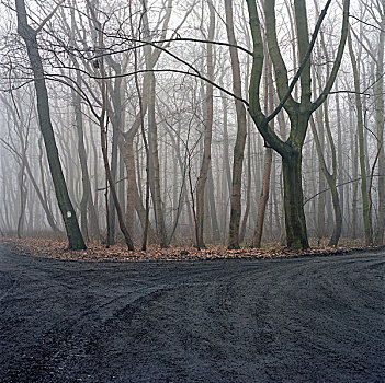 树林,波兰
