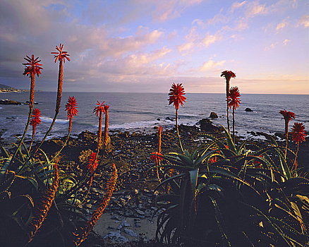 芦荟,植物,开花,日落,拉古纳海滩,太平洋,加利福尼亚