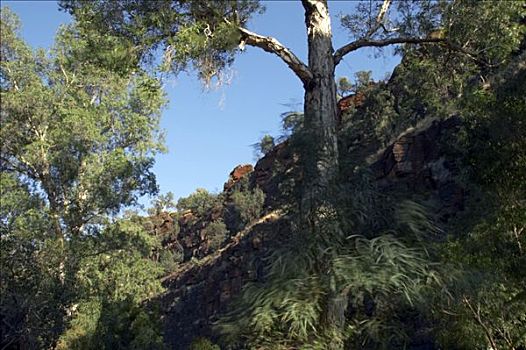 仰视,峡谷,卡瑞吉尼国家公园,区域,西澳大利亚