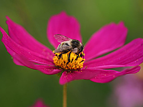 花,蜜蜂