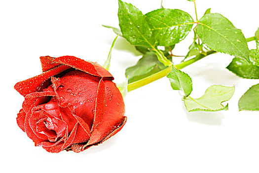 红玫瑰,隔绝,白色背景,背景