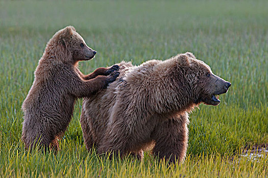 大灰熊,棕熊,看,室外,危险,克拉克湖,国家公园,阿拉斯加