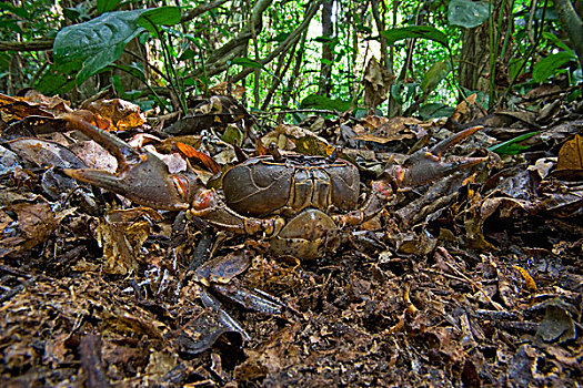 螃蟹,防卫姿势,保护色,林中地面,河,树林,加纳