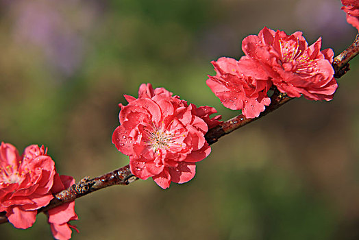 碧桃,千叶桃花,桃花