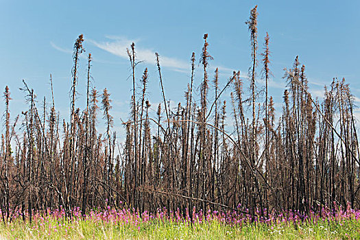 森林火灾,树,杂草,前景,育空,加拿大