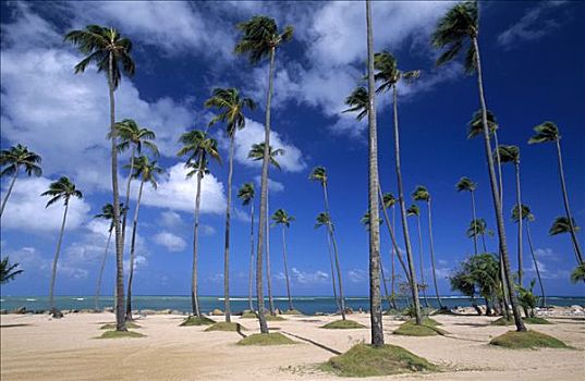 海滩,棕榈树,里奥格兰德,波多黎各,加勒比海