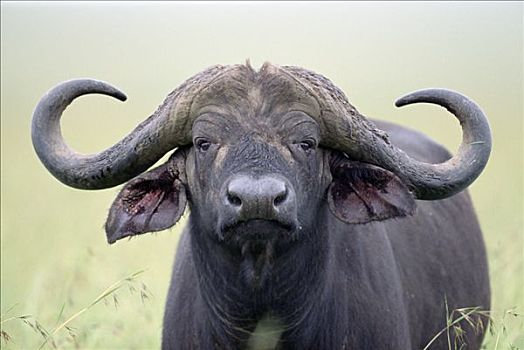 南非水牛,非洲水牛,马赛马拉国家保护区,肯尼亚