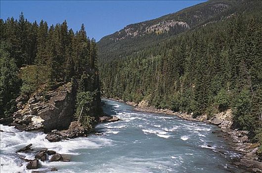河,急流,三文鱼,水,针叶林,山峦,南方,落基山脉,艾伯塔省,加拿大,北美