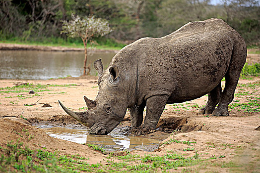 白犀牛,成年,喝,水坑,国家公园,纳塔耳,南非,非洲