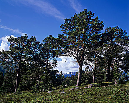 风景,松树,樟子松,高处,挪威,斯堪的纳维亚,欧洲