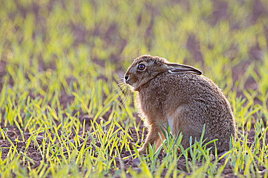 欧洲野兔,不成熟,坐,逆光,作物,地点,晚间,阳光,苏格兰边境,苏格兰,英国,欧洲