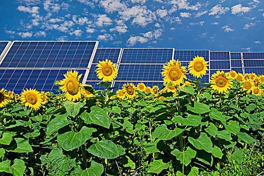 太阳能电池板,向日葵