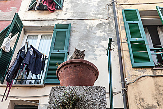 猫,花,容器,维涅尔港,五渔村,利古里亚,意大利