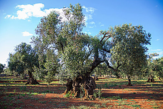 老,橄榄树,橄榄林,靠近,阿普利亚区,意大利,欧洲